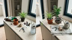 Piante da interno facili e scenografiche: 3 scelte che crescono in fretta con la luce giusta